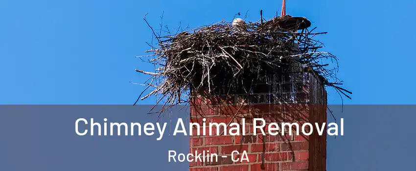  Chimney Animal Removal Rocklin - CA