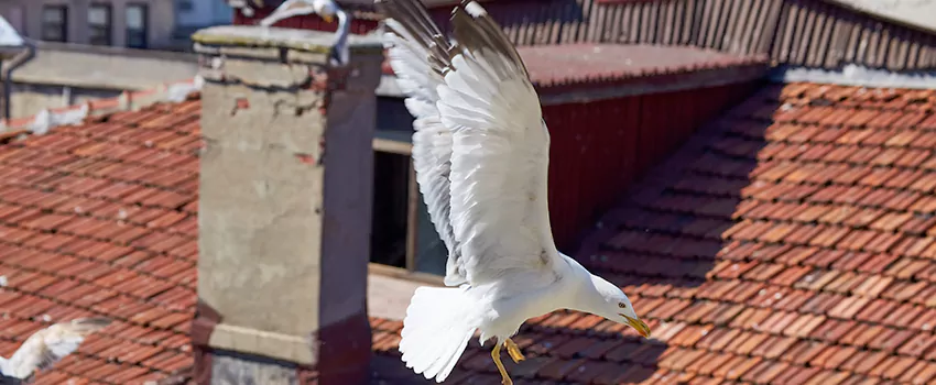 Residential Chimney Animal Removal Solution in Rocklin, CA